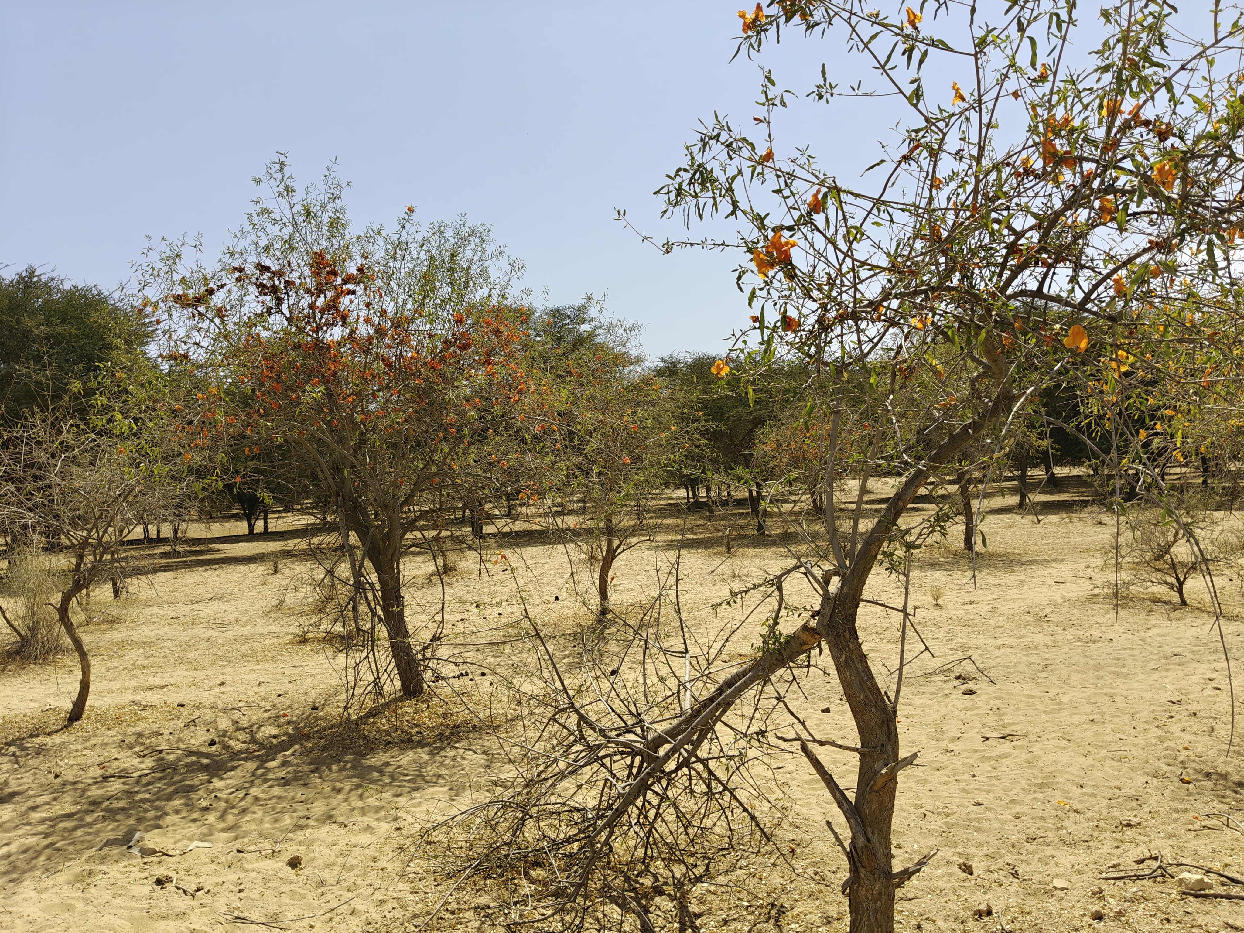 Compensatory Afforestation
